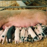 Svinje i prasad ne jedu dobro i ne rastu: šta učiniti